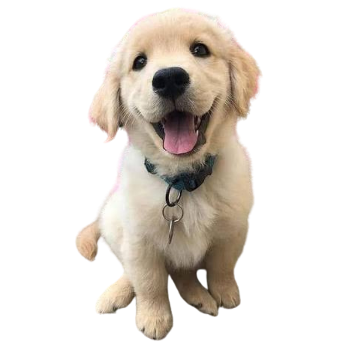 Dog Hostel